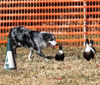 Photo of Misko working Ducks