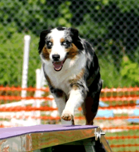 Photo of Babika in Agility