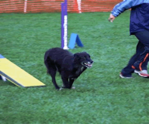 Photo of Certik in Agility