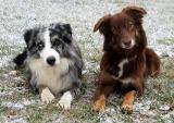 Photo of Misko and Dracu