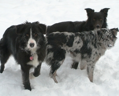 Photo of Certik and Echo pups