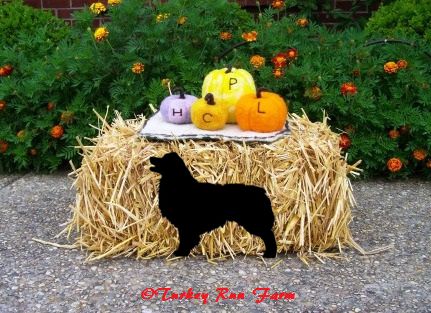 Photo of felted pumpkins for HCPL