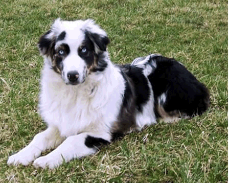 Click here for Macko's Pedigree