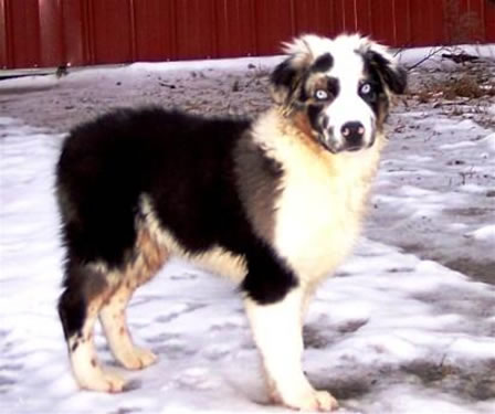 Click here for Macko's Pedigree