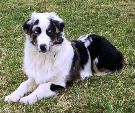 Click here for Macko's Pedigree