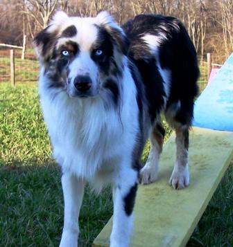 Photo of Macko in Agility