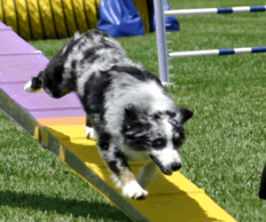 Photo of Misko in Agility