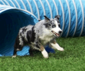 Photo of Misko in Agility