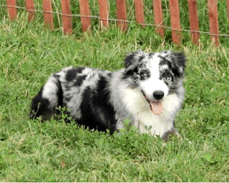 Click here for Misko's Pedigree