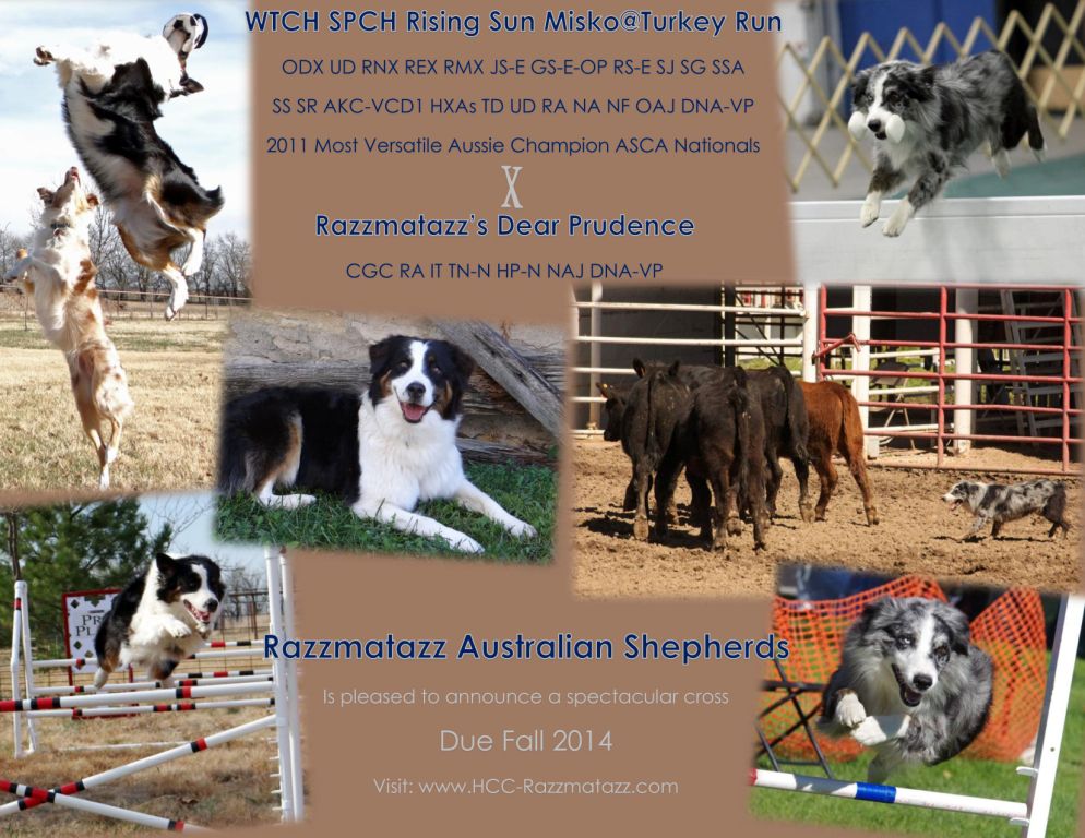 Turkey Run Australian Shepherds Breeders of top quality working and