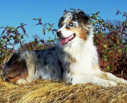 Click here for Zuzka's Pedigree