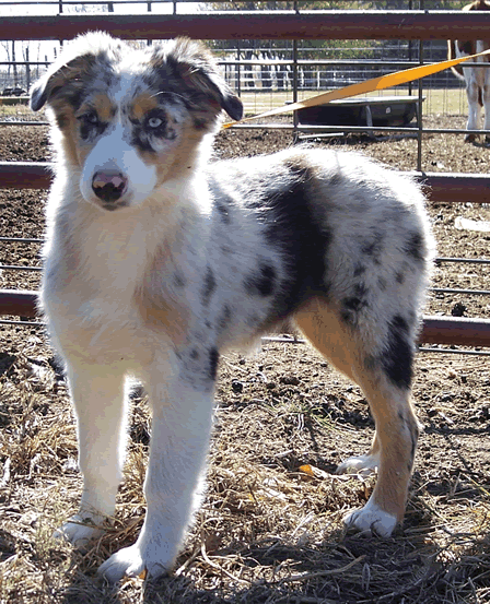 Click here for Zuzka's Pedigree