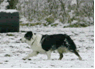 Photo of Annie