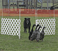 Certik herding ducks2.jpg