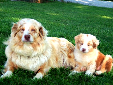 Click here for Echo's Pedigree